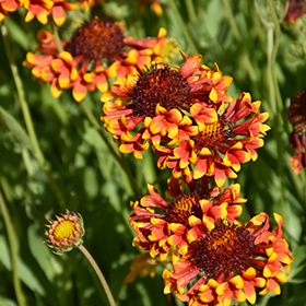 Mexican discount blanket flower