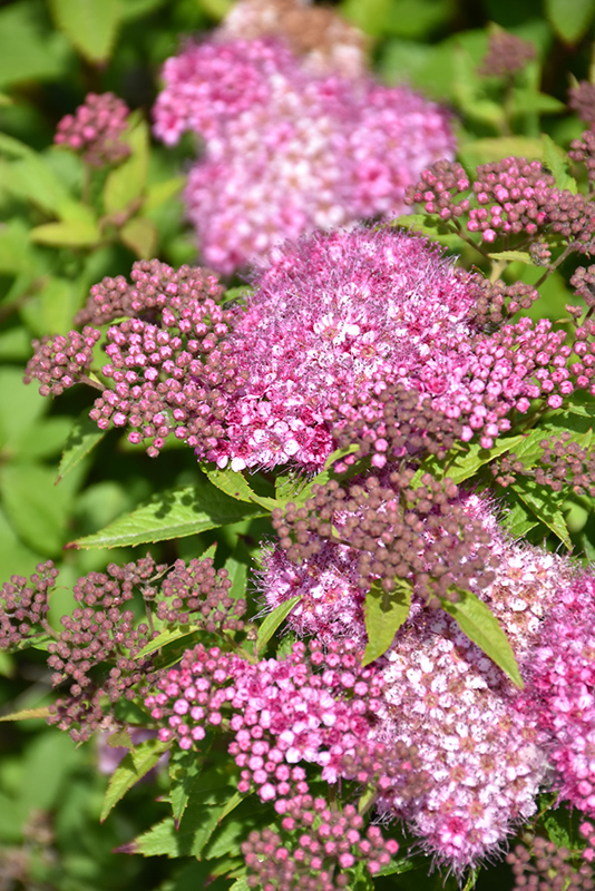 Gumball Spirea (Spiraea x bumalda 'Gumball') in Fargo Moorhead West ...