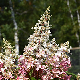 Plant Photo 10